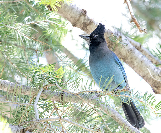 Steller's jay (Cyanocitta stelleri)