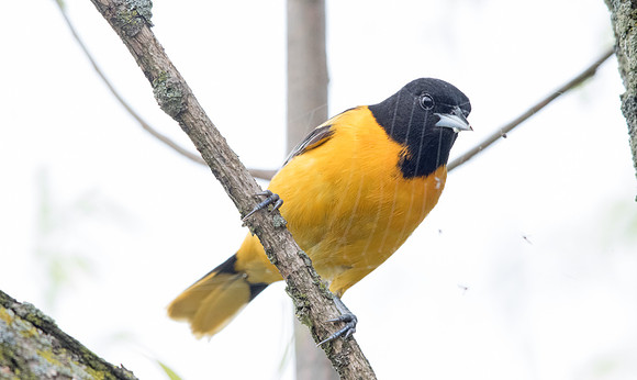 Baltimore oriole (Icterus galbula)