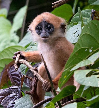 Maroon langur (Presbytis rubicunda)