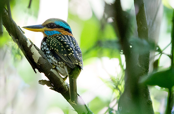 Spotted wood kingfisher (Actenoides lindsayi) Male