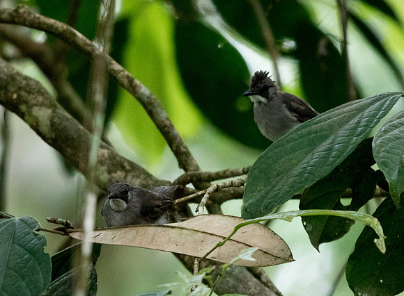 Ashy bulbul (Hemixos flavala)