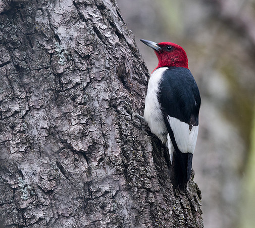 Red-headed woodpecker (Melanerpes erythrocephalus)
