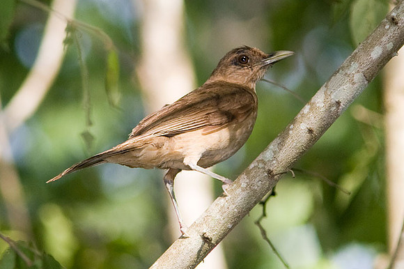 Clay-colored Thrush (Turdus grayi)