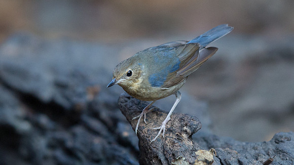 Siberian blue robin (Luscinia cyane) Female