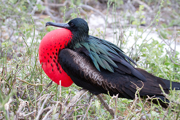 Magnificent Frigatebird (Fregata magnificens)