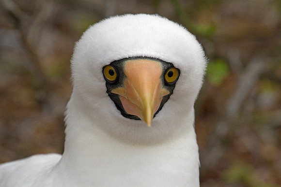 Nazca Booby (Sula granti)