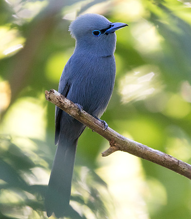Blue paradise flycatcher (Terpsiphone cyanescens) Male