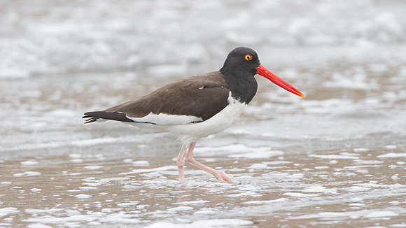 American Oystercatcher (Haematopus palliatus)