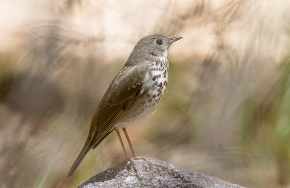 Hermit thrush (Catharus guttatus)