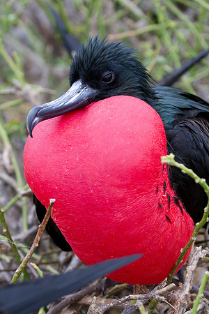 Magnificent Frigatebird (Fregata magnificens)