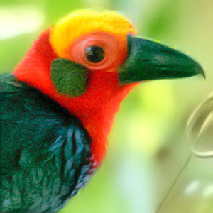 Bornean bristlehead (Pityriasis gymnocephala)