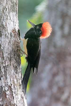 White-bellied woodpecker (Dryocopus javensis)