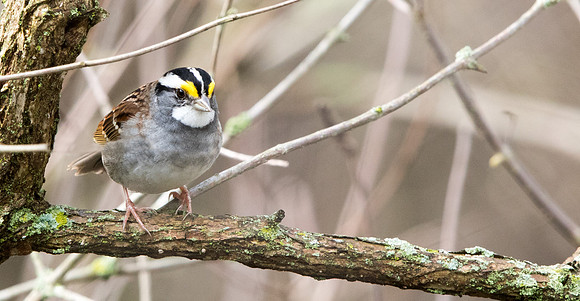White-throated sparrow (Zonotrichia albicollis)