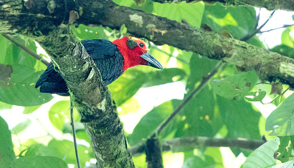 Bornean bristlehead (Pityriasis gymnocephala)