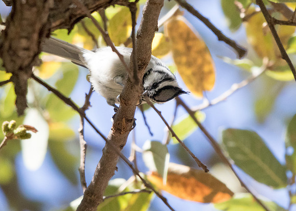 Bridled titmouse (Baeolophus wollweberi)