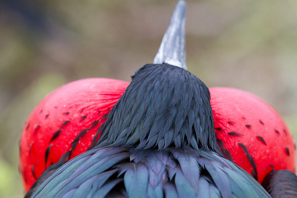Magnificent Frigatebird (Fregata magnificens)