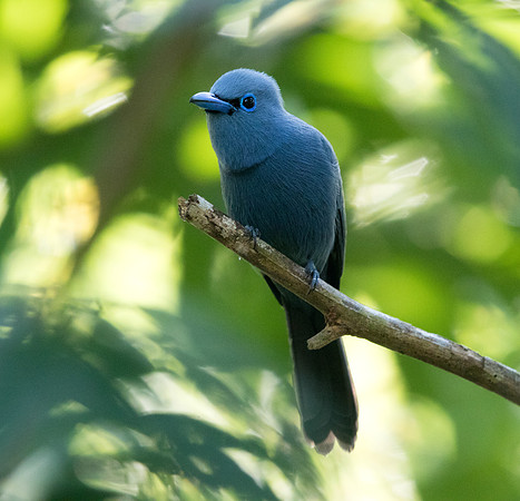 Blue paradise flycatcher (Terpsiphone cyanescens) Male