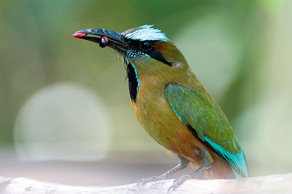 Turquoise-browed Motmot (Eumomota superciliosa)