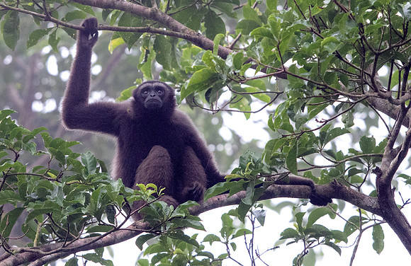 Müller's Bornean gibbon (Hylobates muelleri)