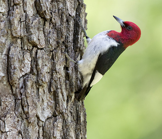 Red-headed woodpecker (Melanerpes erythrocephalus)