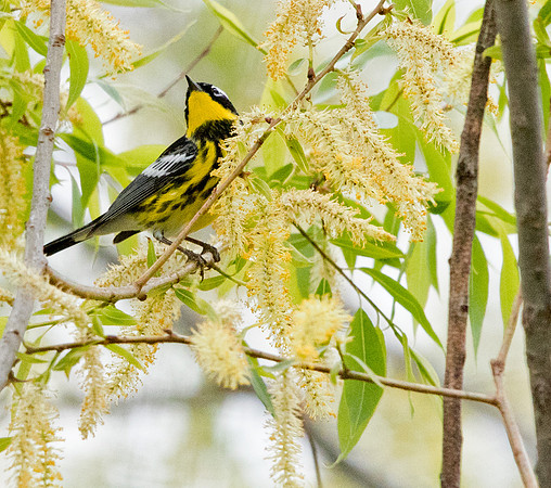 Magnolia warbler (Setophaga magnolia)