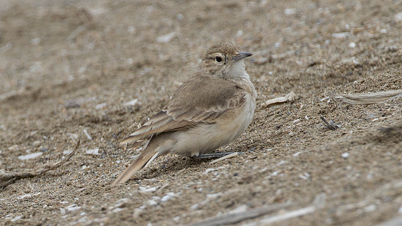 Coastal Miner (Geositta peruviana)