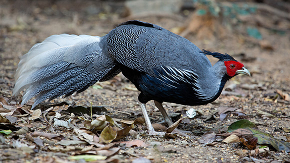 1Y1A4006