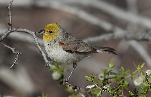 Verdin (Auriparus flaviceps)