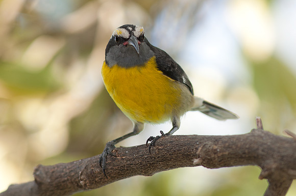 Bananaquit (Coereba flaveola)