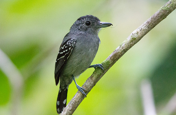 Black-crowned Antshrike (Thamnophilus atrinucha) Male