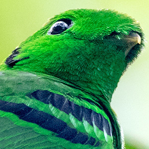 Green broadbill (Calyptomena viridis) Male