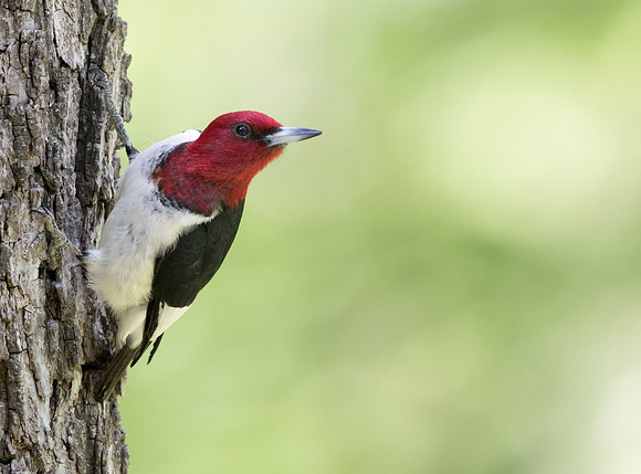 Red-headed woodpecker (Melanerpes erythrocephalus)