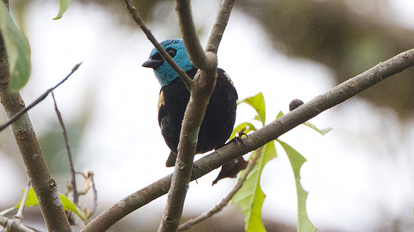 Blue-necked Tanager (Tangara cyanicollis)