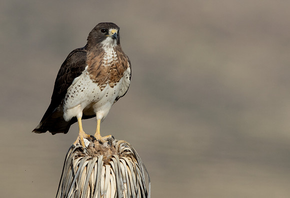 Swainson's hawk (Buteo swainsoni)
