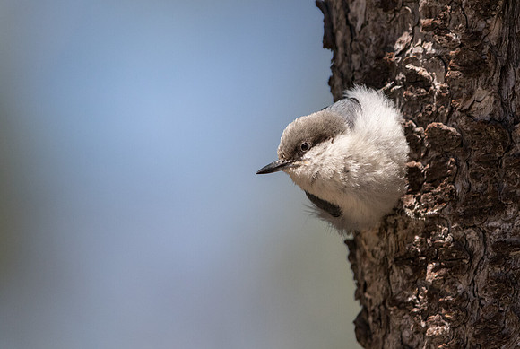 Pygmy nuthatch (Sitta pygmaea)