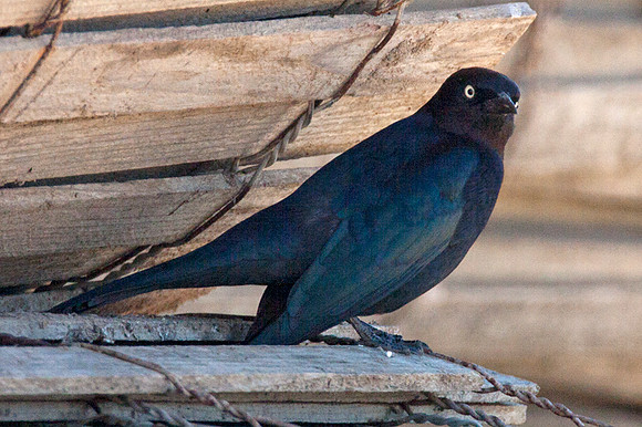 Brewer's Blackbird (Euphagus cyanocephalus)