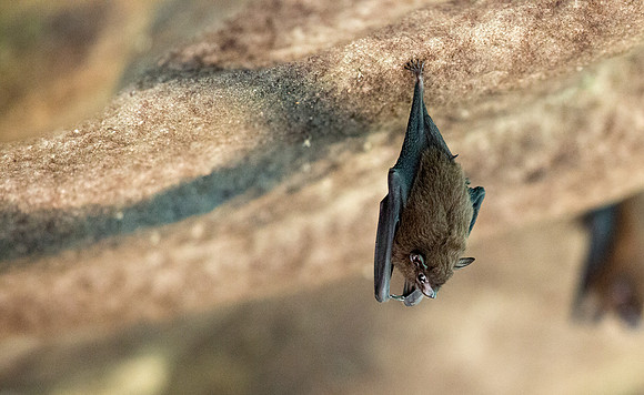 Cave-roosting Old World fruit bats