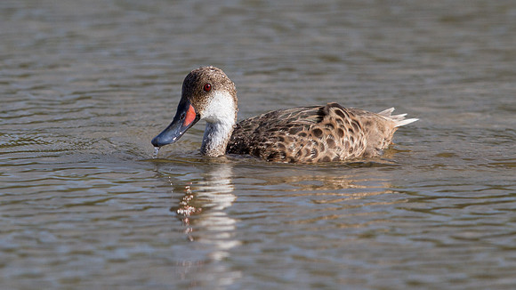 White-cheeked Pintail (Anas bahamensis)