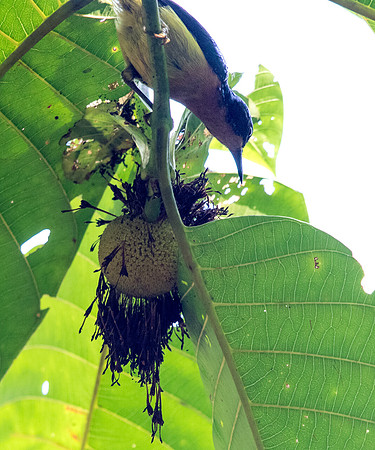 Ruby-cheeked sunbird (Chalcoparia singalensis) Male