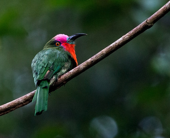 Red-bearded bee-eater (Nyctyornis amictus) Male