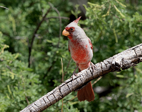 Pyrrhuloxia (Cardinalis sinuatus) Male