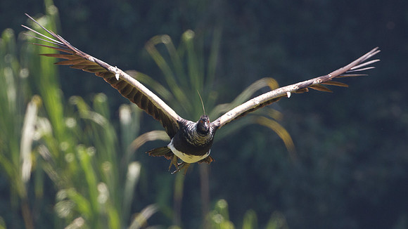 Horned Screamer (Anhima cornuta)