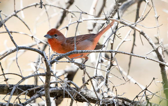 Hepatic tanager (Piranga flava)