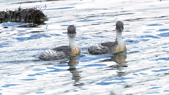 Silvery Grebe (Podiceps occipitalis)