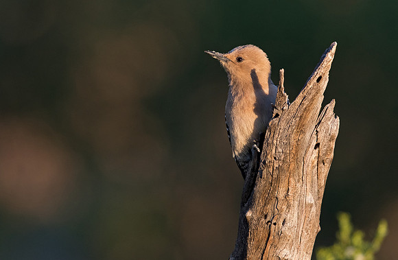 Gila woodpecker (Melanerpes uropygialis) Female