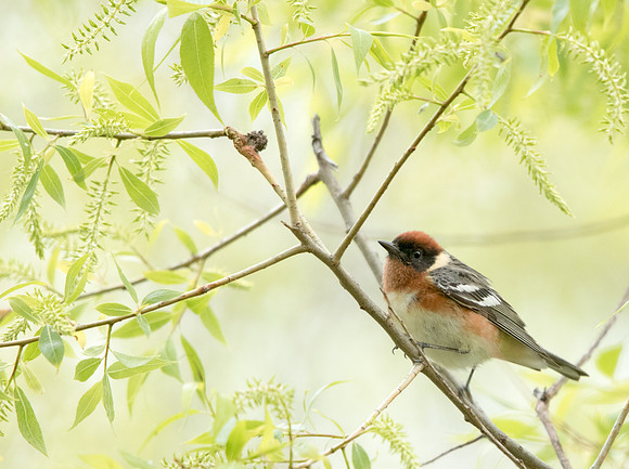Bay-breasted warbler (Setophaga castanea)