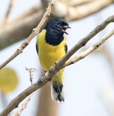 Palawan tit ( Pardaliparus amabilis)
