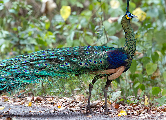 Green peafowl (Pavo muticus)