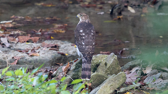 Cooper's Hawk - Juvenile