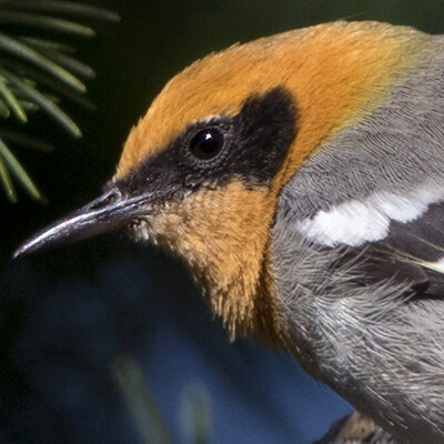 Olive warbler (Peucedramus taeniatus)